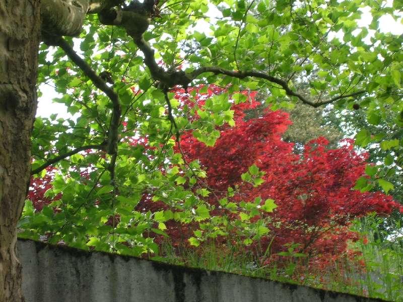 Halen VEGETATION SUR TOIT